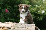 BORDER COLLIE 1249